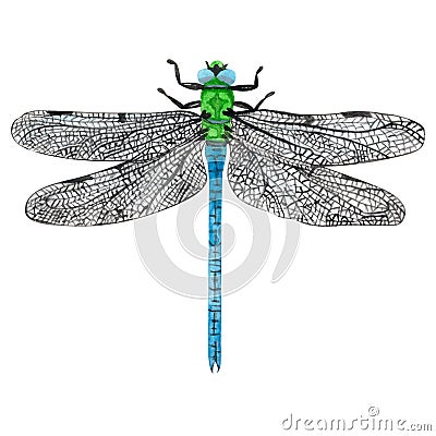 Dragonfly watercolor on white background Stock Photo