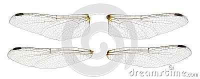 Dragonfly wings Stock Photo