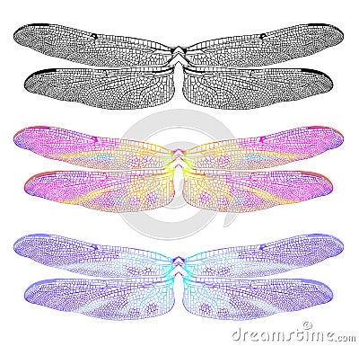 Dragonfly Wings Only Stock Photo