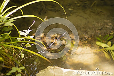 Dragonfly with wonderful bright colors on the leaf in the forest Stock Photo