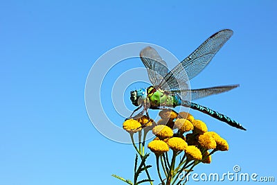 Dragonfly on yellow flower Stock Photo