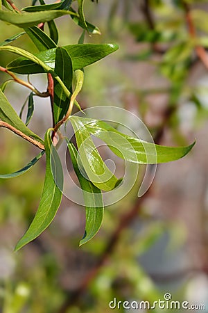 Dragons claw willow Stock Photo