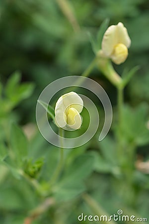 Dragons teeth Stock Photo