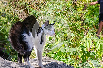 Dragoon cat scared by a dog Stock Photo