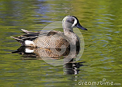 Drake Blue-winged Teal Stock Photo