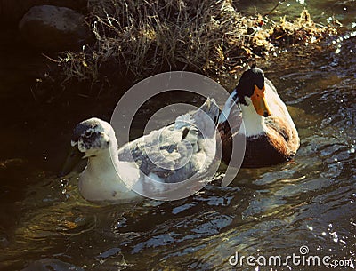 A pair of wild ducks in the lake Stock Photo