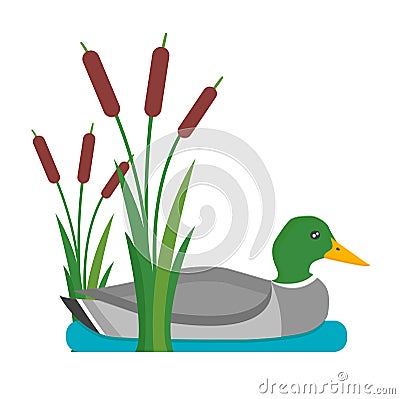 Drake duck vector illustration. Vector Illustration