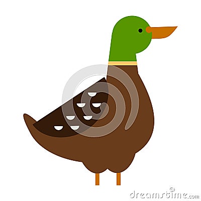 Drake duck vector illustration Vector Illustration