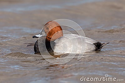 Drake Common Pochard - Aythya ferina at rest on water. Stock Photo