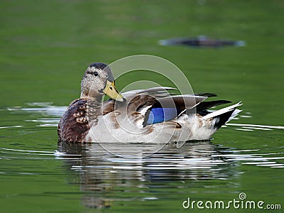 Drake Mallard Duck Waterfowl Stock Photo