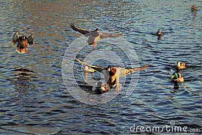 Drake Mallards landing on an icy pond Stock Photo