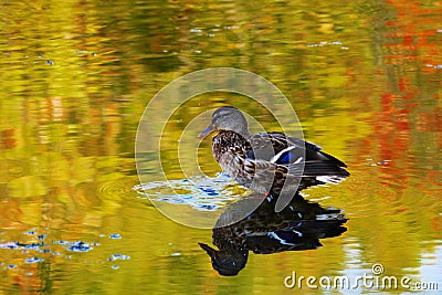 Drake wild duck on the water of the lake, where the autumn foliage reflected Stock Photo