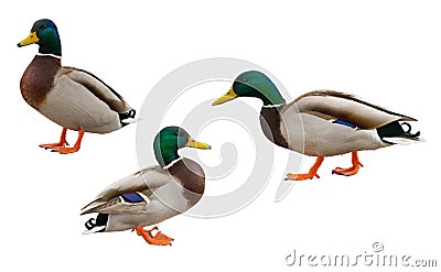 Drakes wild ducks Stock Photo