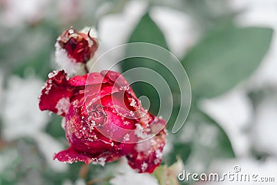 Drama rose in winter snow garden Stock Photo
