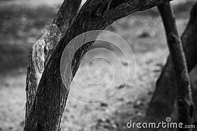 Dramatic background with monochrome tree trunk is close, soft focus Stock Photo