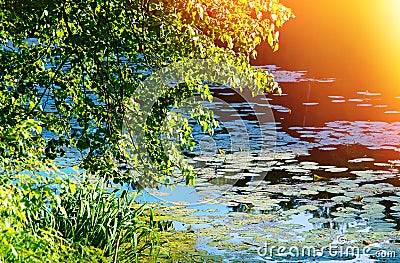 Dramatic bank of park pond landscape Stock Photo