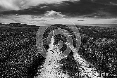Dramatic black and white wheat fields, landscape. Stock Photo