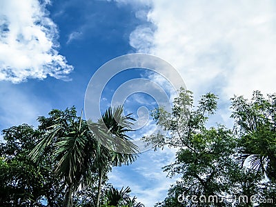 Dramatic blue sky in sunset time with floating fluffy clouds. Sunlight reflection from back making coconut palm tree silhouette. Stock Photo