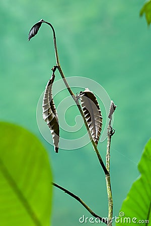 Dramatic brown dying leaf Stock Photo