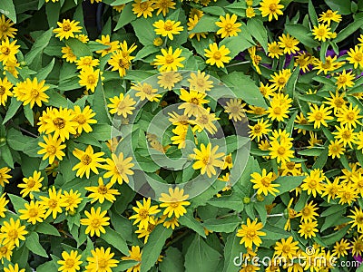 Dramatic close up beautiful Little Yellow Star flower Melampodium divaricatum on green garden background Stock Photo