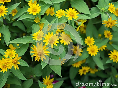 Dramatic close up beautiful Little Yellow Star flower Melampodium divaricatum on green garden background Stock Photo