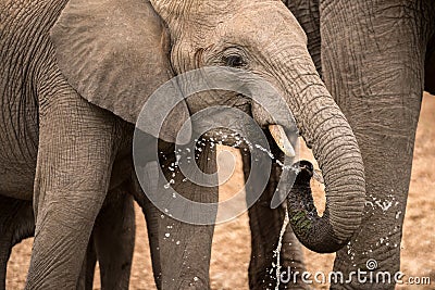 A dramatic close-up portrait photograph of a young elephant splashing water from its trunk Stock Photo