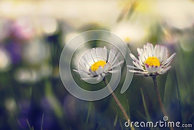 Dramatic daisy scene Stock Photo