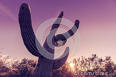 Dramatic desert scenery Saguaro cactus tree Stock Photo