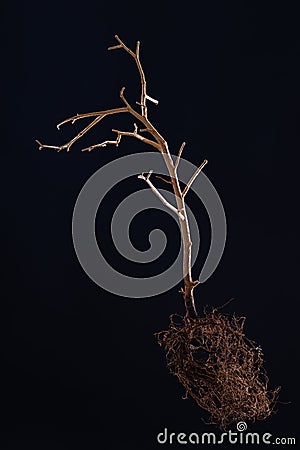 The dramatic frightening image of the dried tree tree on dark background. Low key photography Stock Photo