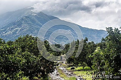 Dramatic image of an avocado farm high int the caribbean mountains of the dominican republic. Stock Photo