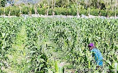 Dramatic image of agriculture field of vegetables in the tropical caribbean mountains of the dominican republic. Editorial Stock Photo