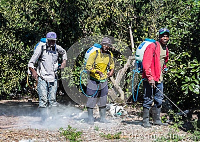  Dramatic image of Haitian avocado farm workers spraying chemicals on trees in the hot caribbean sun, in the mountains Editorial Stock Photo