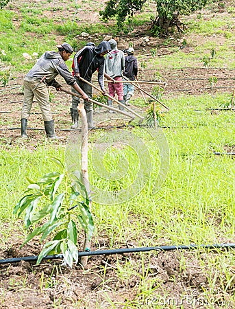 Dramatic image of Haitian field workers, on a avocado farm in the caribbean mountains of the dominican republic. Editorial Stock Photo