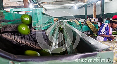 January 20, 2020 Ocoa, Dominican Republic. dramatic image of a avocado processing plant Editorial Stock Photo