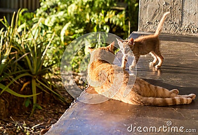 Dramatic image of an orange kitten first encounter with another adult cat. Stock Photo