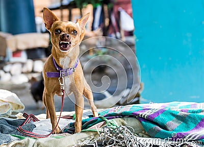 Dramatic angle image of an angry chihuahua protecting his territory. Stock Photo