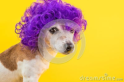 Dramatic look funny dog in violet wig. Cocky concept. Bright colors yellow background Stock Photo