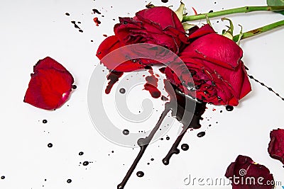 Dramatic scene with dark red roses with blood drops on white background. Gothic flat lay. Top view Stock Photo