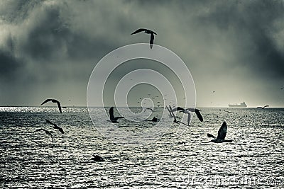 Dramatic sea gull flight Stock Photo