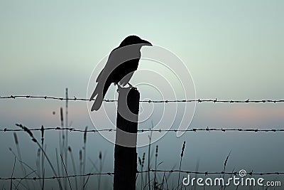 A dramatic shot of a black raven perched on a spooky fencepost Stock Photo