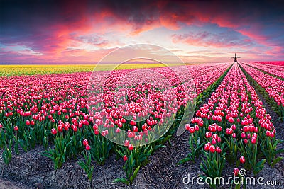 Dramatic spring scene on the tulip farm Stock Photo