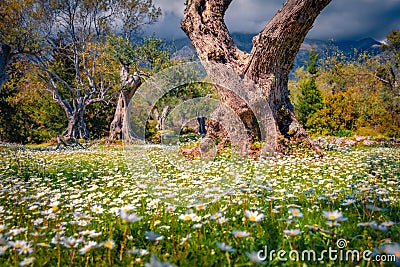 Dramatic spring view of olive garden with old tree. Stock Photo