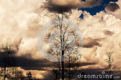 Dramatic storm clouds over a Teak woodland on summer day Stock Photo