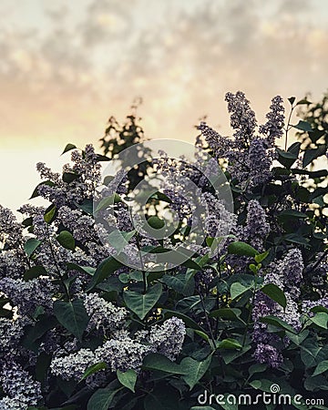 A dramatic sunset in spring in the heart of Kyiv - UKRAINE - NATURE Stock Photo