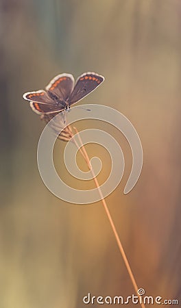 common azure butterfly insect in summer close-up in a meadow in color on brown and orange backgrounds Stock Photo
