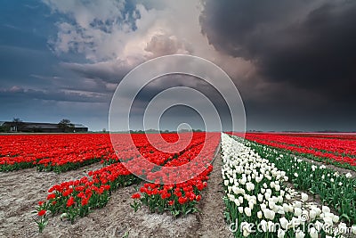 Dramatic thunderstorm over tulip field in spring Stock Photo