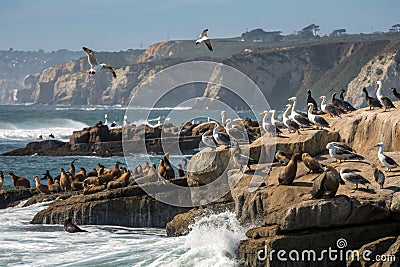Cliffs Populated by Seabirds Stock Photo