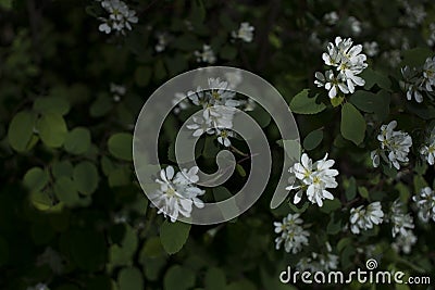 Dramatic White Flowers Stock Photo