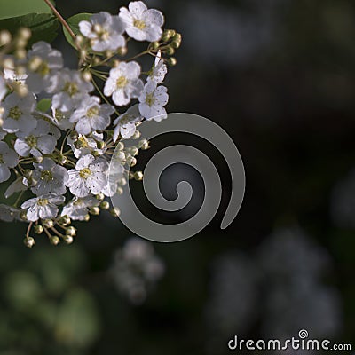Dramatic White Flowers Stock Photo