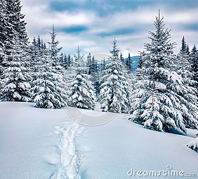 Dramatic winter morning in mountain foresty with snow covered fir trees. Majestic outdoor scene, Happy New Year celebration concep Stock Photo